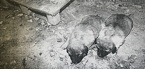 Gestió de la Gossera de la Comella (1991-1998)